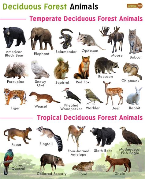 animals in the forest|forest species.